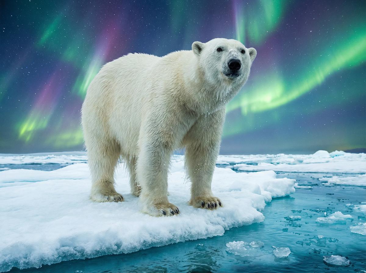 国产主播北极熊保护视频